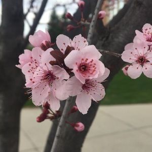 Meet your Posher, Grace